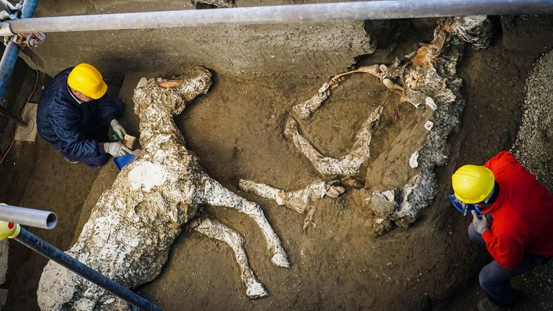 Un grupo de arqueólogos halla en Pompeya un caballo petrificado de pura raza