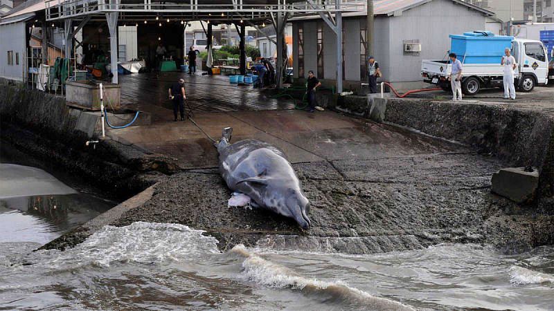 Japón se retira de la comisión que protege a las ballenas y reanudará su caza desde julio