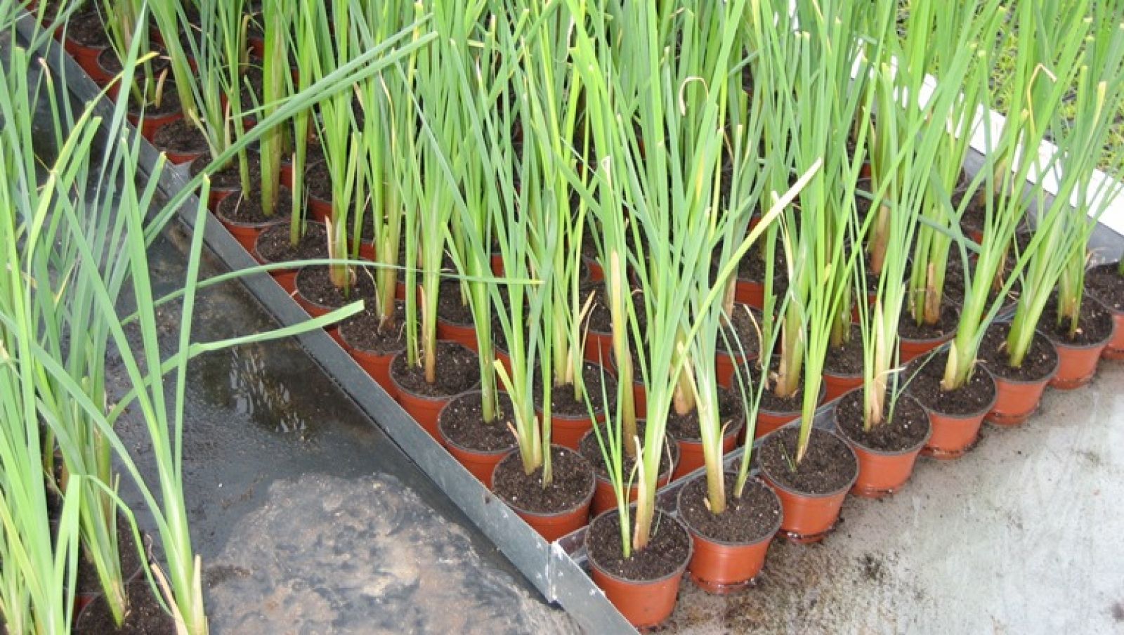 Fábrica de ideas - Programa 1 - Fábrica de ideas | Ver