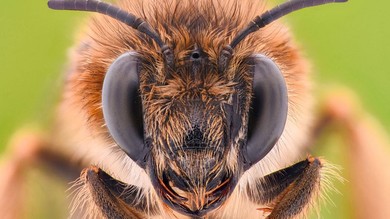 Descubren que las abejas se adaptan a zonas altas mediante cambios en su comportamiento