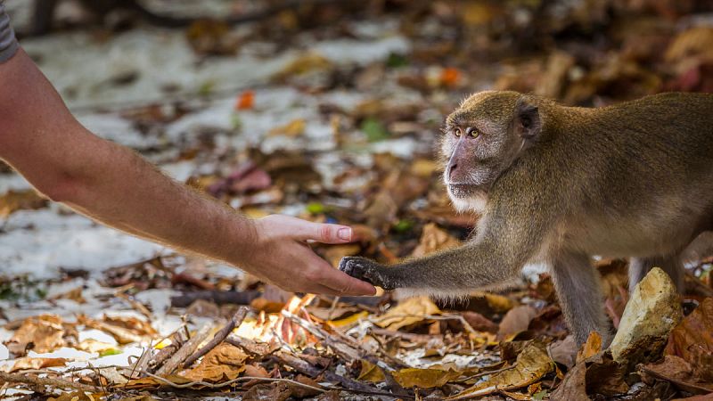Un estudio advierte de que el contacto con simios pone en riesgo a los humanos