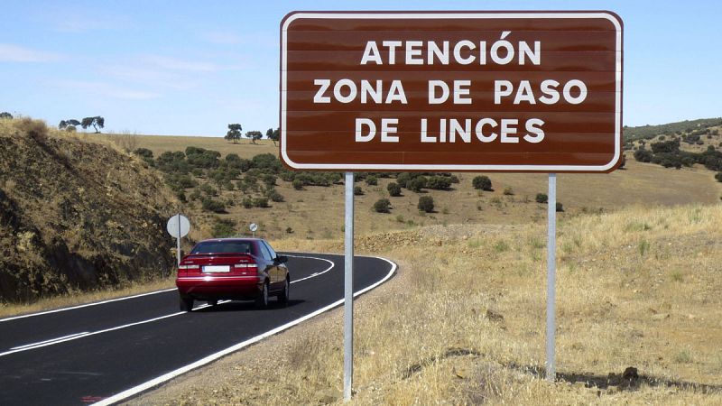 Al menos 27 linces han muerto atropellados durante 2018 en España, el segundo peor año de la historia