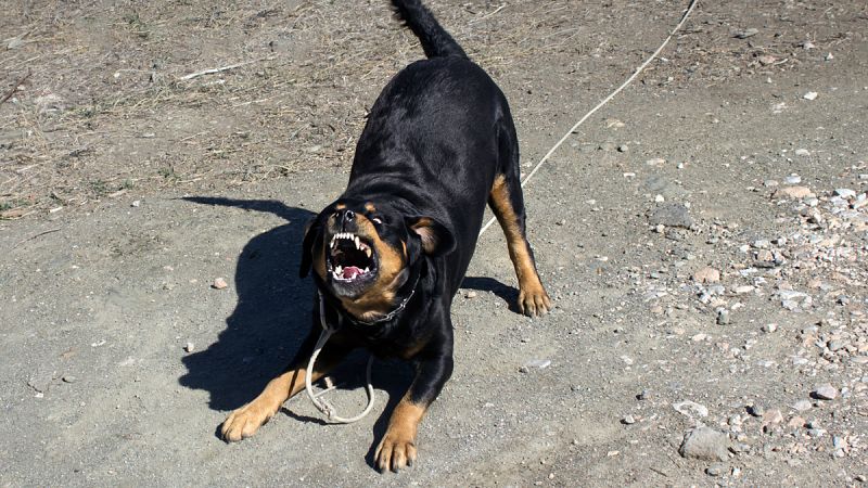 Muere un hombre de 81 años que fue atacado por tres perros rottweiler en Madrid