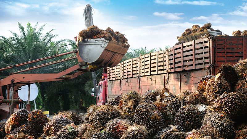 La OMS compara las tácticas de la industria del aceite de palma con las del alcohol y tabaco