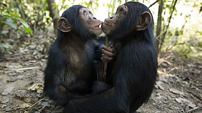 Las cuñas de RNE - Los primates y sus ángeles de Leakey, en 'Memoria de delfín' - escuchar ahora