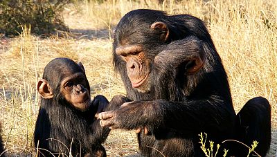 Memoria de delfin -  Primates: los santuarios de Fossey, Goodall y Galdikas - 12/01/19 - escuchar ahora