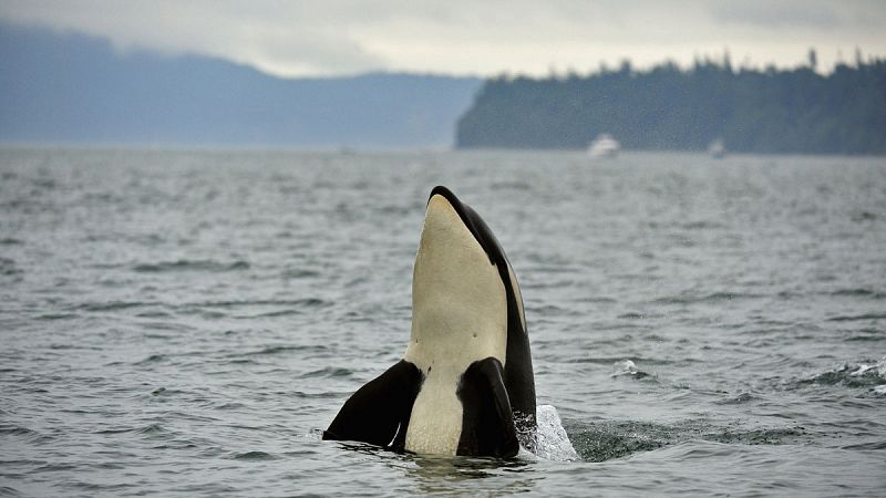 Las orcas "asesinas" son en realidad pacíficas y sensibles