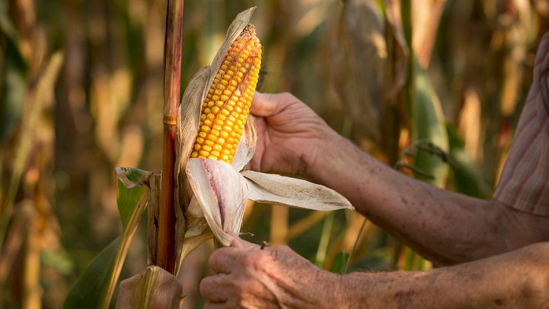 Desvelan secretos del maíz que podrían mejorar la producción de biocombustibles