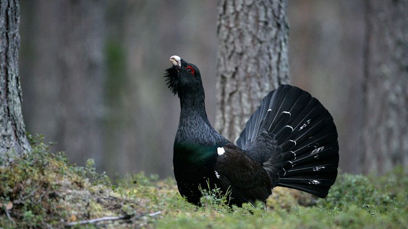 El primer censo completo sobre el urogallo registra 292 ejemplares en la Cordillera Cantábrica