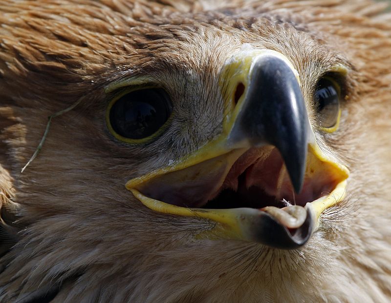 El CSIC logra frenar la mortalidad del águila imperial en el Parque de Doñana