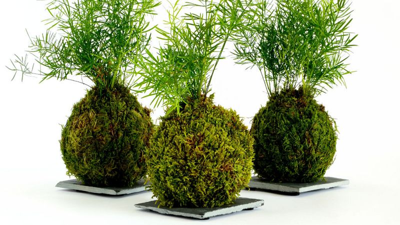 ¿Quieres una kokedama? Te enseñamos cómo tener una planta sin maceta