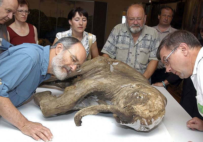 El mamut puede 'resucitar' 3.700 años después