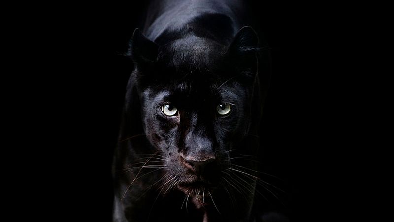 Logran la primera fotografía profesional de un leopardo negro en África en los últimos 100 años
