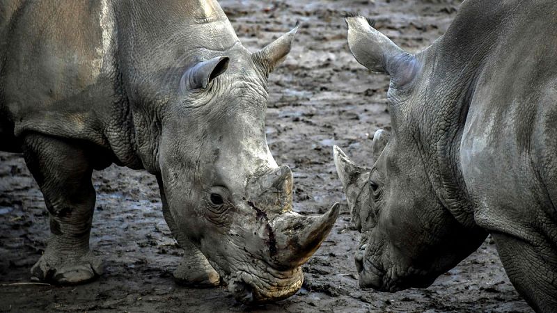 Sudáfrica logra reducir un 25% las muertes de rinocerontes por caza furtiva