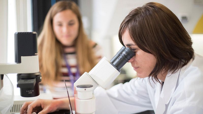 Científicos del Instituto de Bioingeniería de Cataluña crean 'minirriñones' a partir de células madre en tan solo 20 días