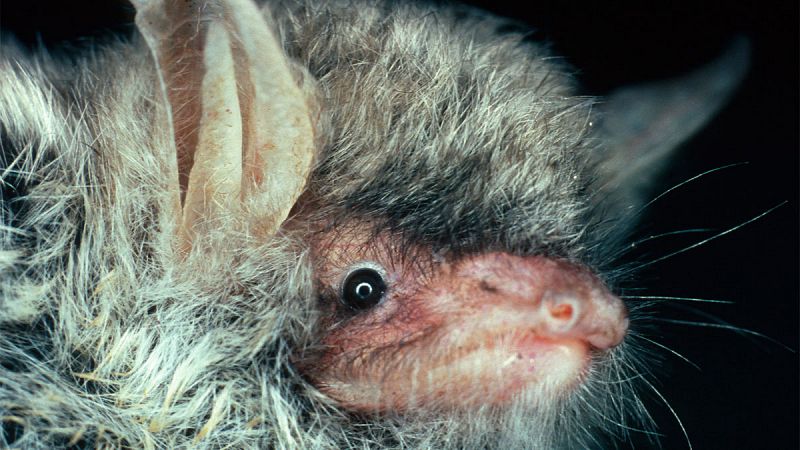 Hallada una nueva especie de murciélago desconocida en Europa