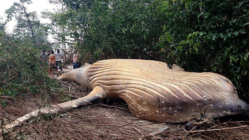 Hallan una ballena jorobada muerta en un manglar de la Amazonía brasileña