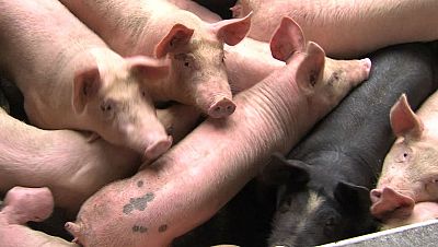 Memoria de delfín - El cerdo: cuarto animal más inteligente del planeta - 16/03/19 - escuchar ahora