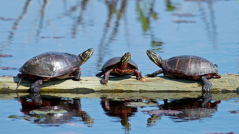 El cambio climático empuja a las tortugas pintadas a la extinción por la escasez de machos