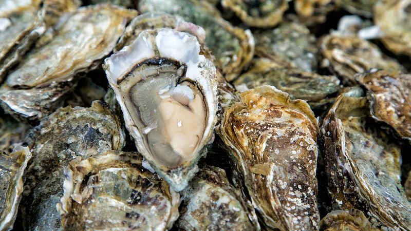 La acidificación de los océanos amenaza el futuro de las ostras