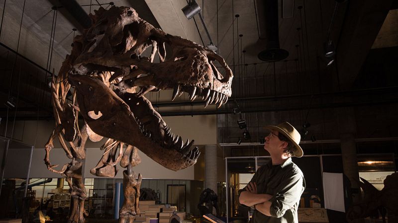 Presentan en Canadá los restos del Tyrannosaurus rex más grande del mundo