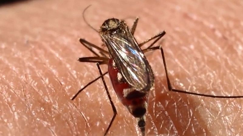 Unos 1.000 millones de personas podrían padecer dengue por el cambio climático