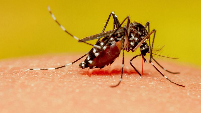 Identifican el gen que atrae a los mosquitos al sudor humano