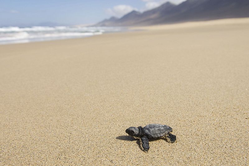Nacen 42 tortugas bobas en las playas de Fuerteventura