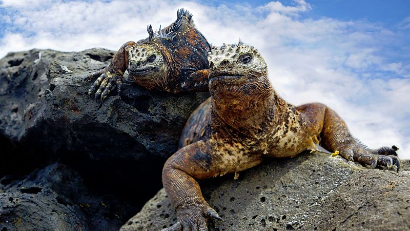 Las islas Galápagos tienen diez veces más especies marinas invasoras de lo que se creía