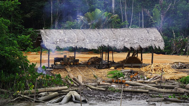 Denuncian la destrucción de más de diez millones de árboles de un ecosistema de la Amazonía brasileña en apenas dos meses