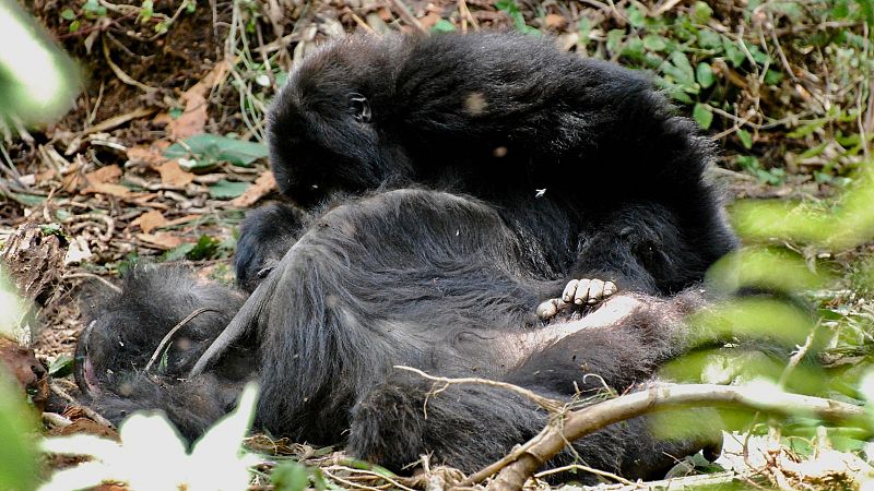 Los gorilas no solo velan los cadáveres de sus seres queridos, también los de desconocidos