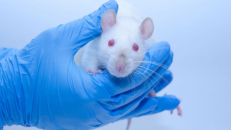 Un equipo español logra eliminar por primera vez el cáncer de páncreas en ratones