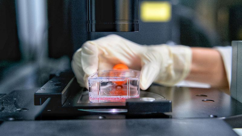 Hallan un nuevo biomarcador que podría ayudar a desarrollar tratamientos personalizados contra el cáncer
