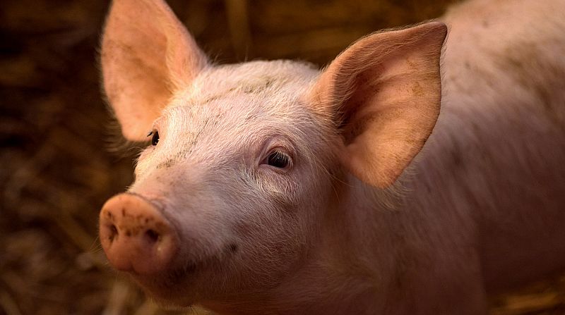Logran restaurar funciones cerebrales en un cerdo horas después de muerto