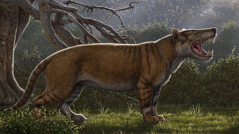 Identifican el fósil de un nuevo mamífero gigante, el "gran león africano"