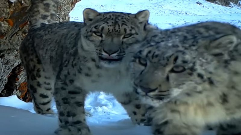 Consiguen grabar a un leopardo de las nieves y a sus dos cachorros en las montañas de China