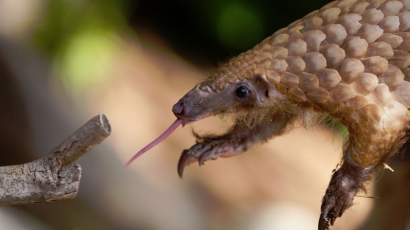 Hasta un millón de especies animales y vegetales se enfrentan a la extinción en las próximas décadas