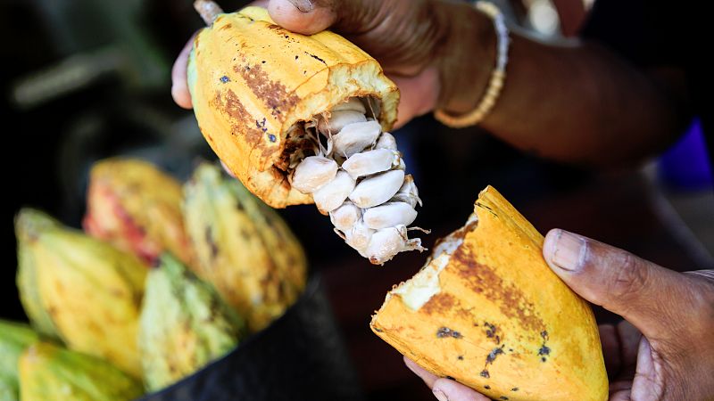El cacao natural es el único que mantiene todas sus propiedades antioxidantes