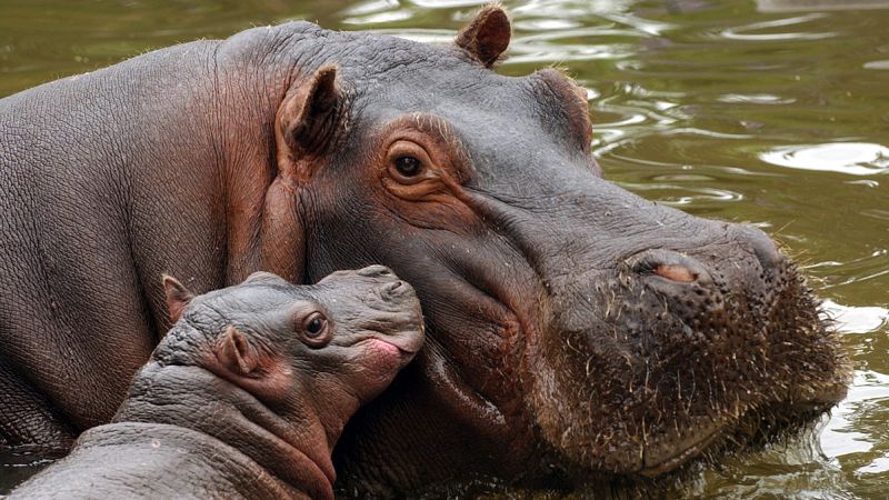 El descenso de la población de hipopótamos amenaza los ecosistemas acuáticos de África