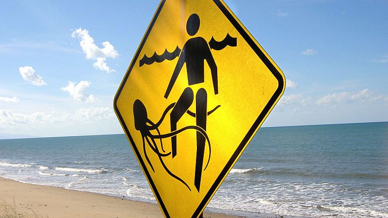 Logran un antídoto contra la medusa de caja, la criatura más venenosa del planeta, usando técnicas de edición genética