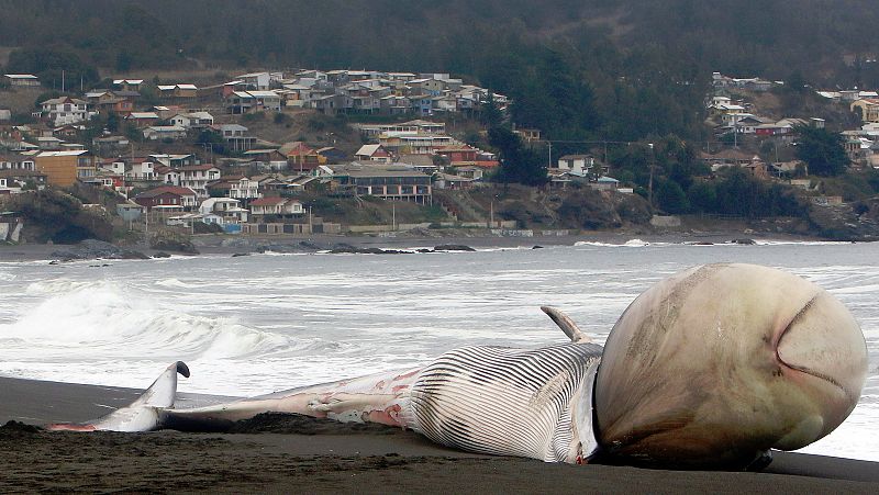 La contaminación acústica en el océano amenaza a las ballenas de Chile