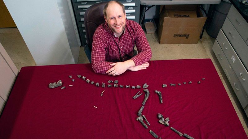 Descubren un pariente del 'Tyrannosaurus rex' de menos de un metro de altura