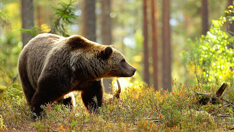 Un oso en libertad traspasa la frontera hispanolusa por primera vez en dos siglos