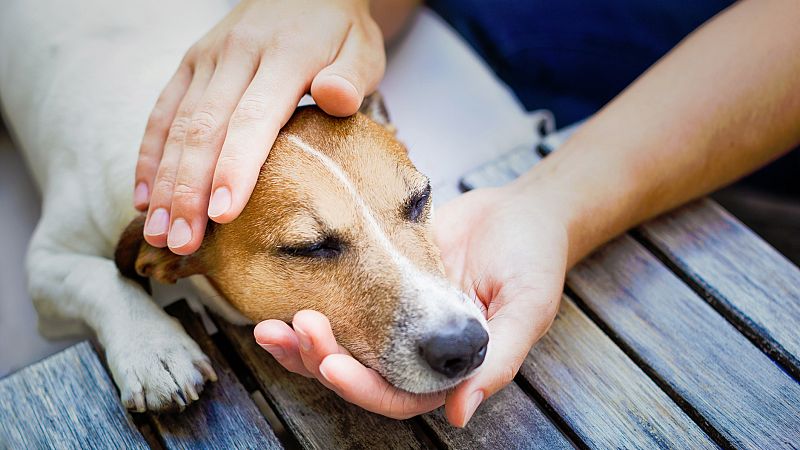 La Universidad Complutense utiliza perros para reducir el estrés de sus alumnos