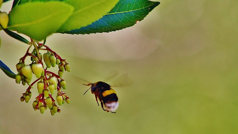 La miel de madroño inhibe la proliferación celular en el cáncer de colon, según un estudio