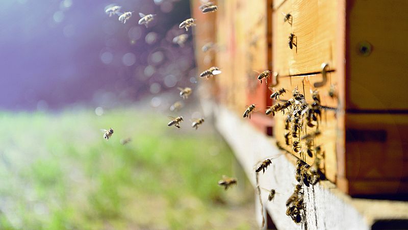 Expertos internacionales alertan de la pérdida de cultivos por la falta de abejas