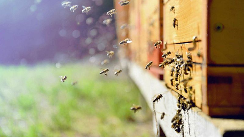 Abejas: Mucho más que insectos