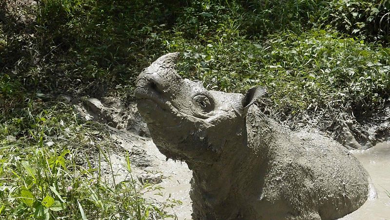 Muere el último rinoceronte de Sumatra macho de Malasia