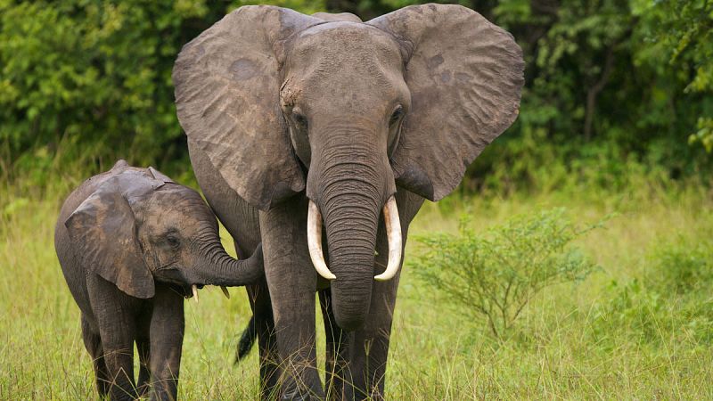 La caza furtiva de elefante africano cae un 60% en seis años, aunque la especie sigue amenazada