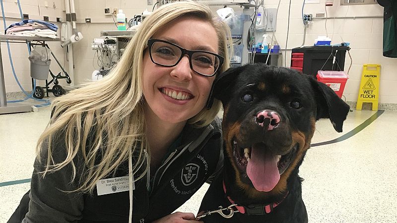 Una perra rottweiler se recupera de sus quemaduras con injertos de piel de pez